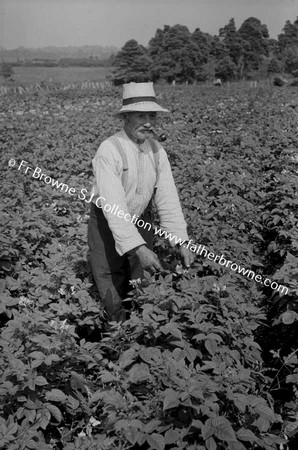 IN THE POTATO FIELDS  KATHLEEN HASLAM